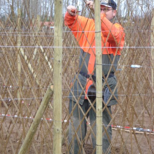Patrick en plein tressage de l'osier vivant