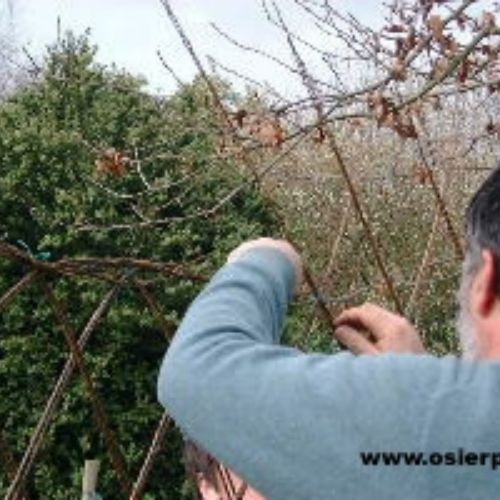 Nos amateurs en tressage d'osier vivant