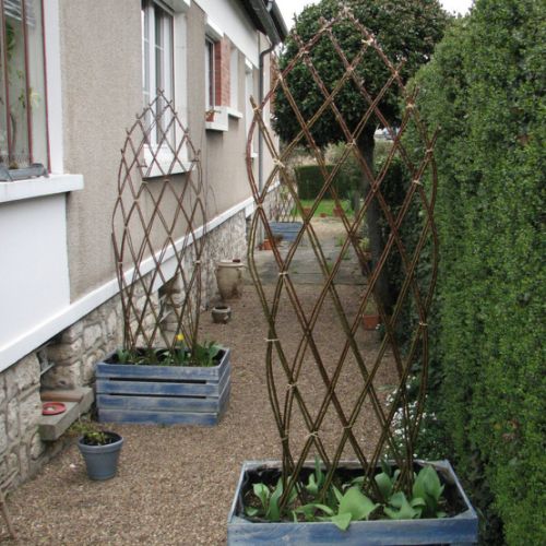 osier vivant en pot