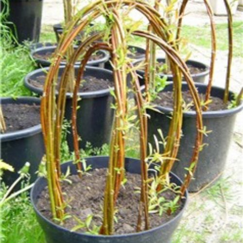 osier vivant en pot